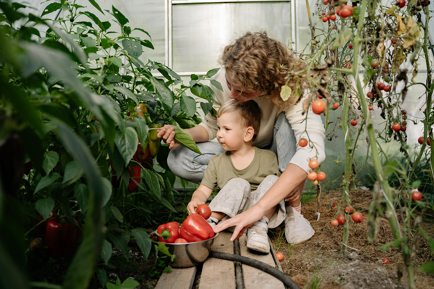 A mother and son harvesting red peppers in their family garden.