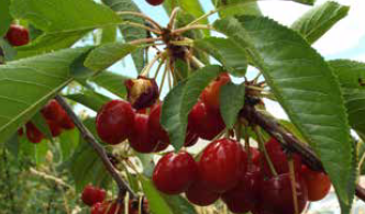 cherries on a tree