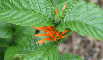 Mexican Honeysuckle plant
