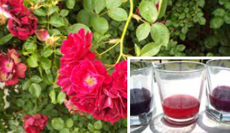 Wild roses and beakers of boiled dye