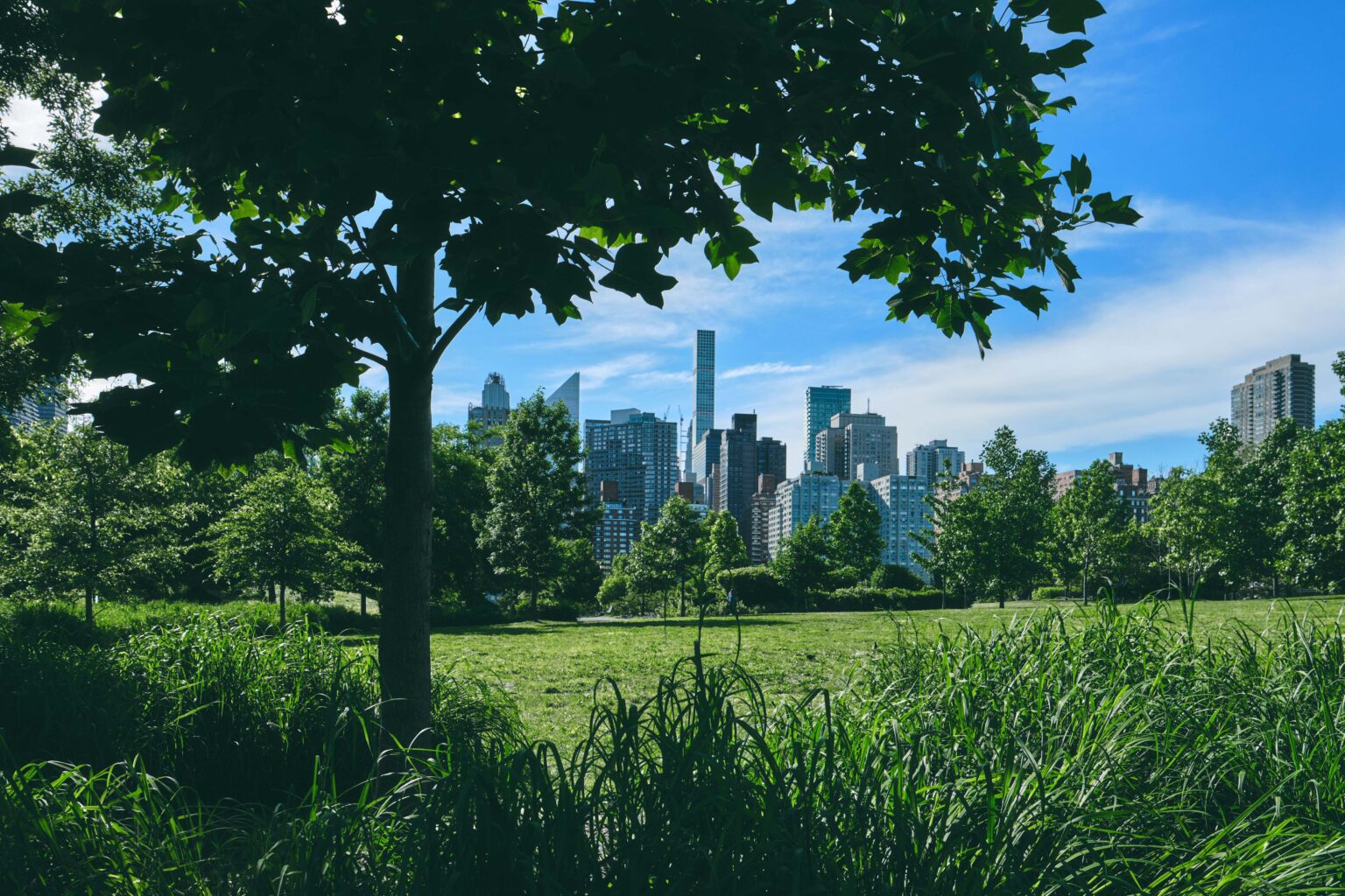 The New York skyline framed by trees in Central Park