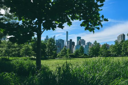The New York skyline framed by trees in Central Park